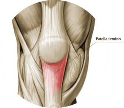 Patellar-Tendon